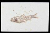 Knightia Fossil Fish - Wyoming #81469-1